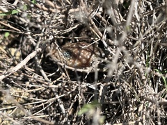 Gerrhonotus infernalis