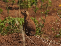 Cynomys gunnisoni