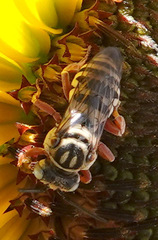 Triepeolus
