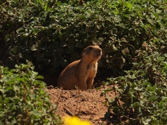 Cynomys gunnisoni
