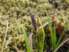 Carex nigra