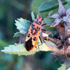 Corizus hyoscyami