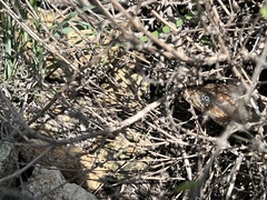 Gerrhonotus infernalis