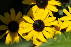 Calliopsis andreniformis