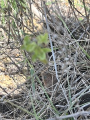 Gerrhonotus infernalis