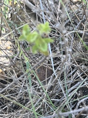 Gerrhonotus infernalis