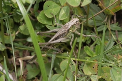 Platycleis grisea
