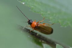 Rhagonycha lutea