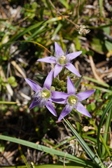 Gentianella germanica