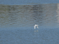 Ichthyaetus melanocephalus