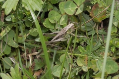 Platycleis grisea