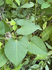 Fallopia