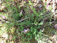 Polygala affinis