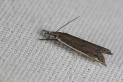 Raphiptera argillaceellus