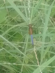 Erythrodiplax clitella