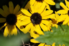 Calliopsis andreniformis