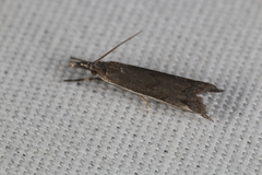 Raphiptera argillaceellus