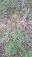 Pedicularis procera