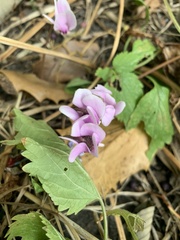 Cyclamen hederifolium