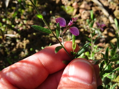 Polygala affinis