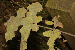Erysiphe heraclei