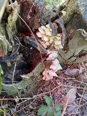 Ductifera pululahuana