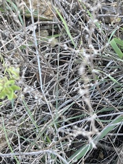 Gerrhonotus infernalis