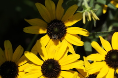 Calliopsis andreniformis