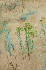 Euphorbia seguieriana