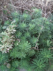 Euphorbia esula