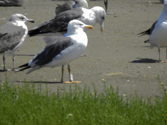 Larus fuscus