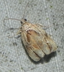 Zomaria interruptolineana