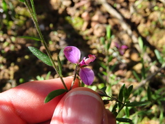 Polygala affinis