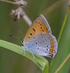 Lycaena dispar