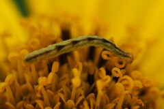 Eupithecia miserulata