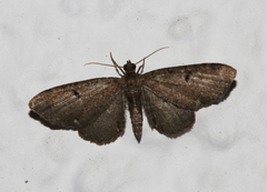 Eupithecia virgaureata
