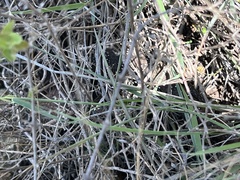 Gerrhonotus infernalis