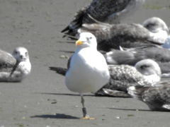 Larus fuscus