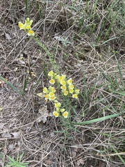 Linaria vulgaris