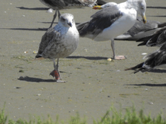 Larus fuscus
