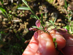Polygala affinis