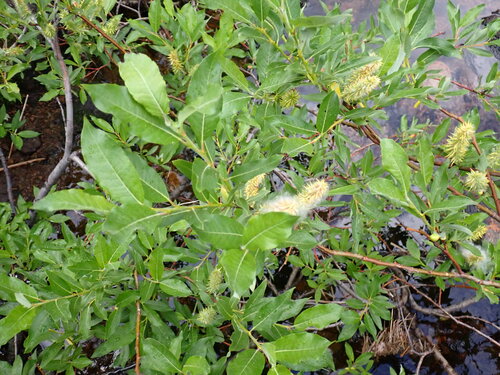 Barclay's willow