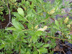 Salix sitchensis