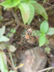 Alpaida veniliae