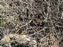 Gerrhonotus infernalis