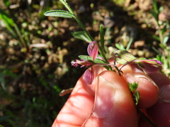 Polygala affinis