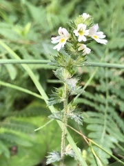 Euphrasia stricta
