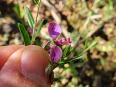 Polygala affinis