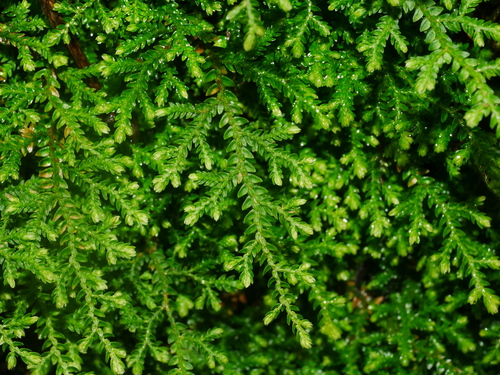 Selaginella labordei, photograph 2