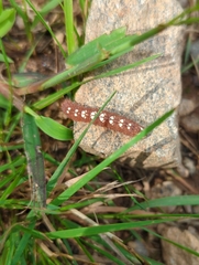 Acronicta increta